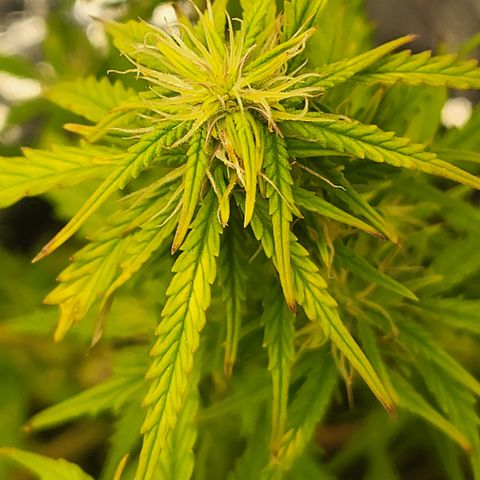 Purple punch  growlog timeline photo