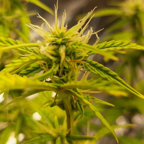 Purple punch  growlog timeline photo