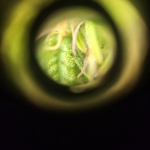 Purple punch  growlog timeline photo