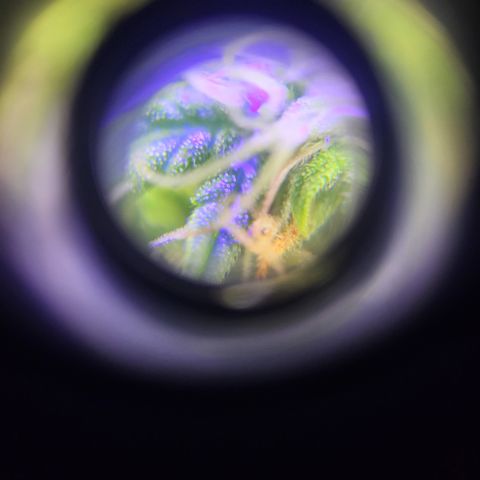 Purple punch  growlog timeline photo