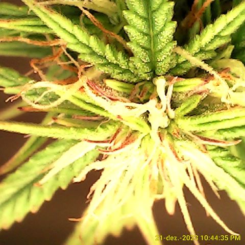 Purple punch  growlog timeline photo
