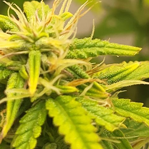 Purple punch  growlog timeline photo