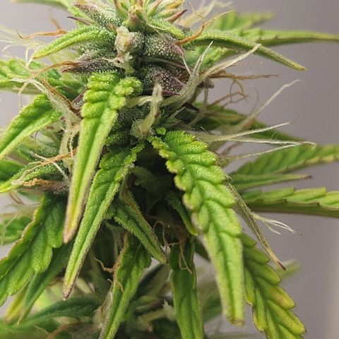 Critical Kush Auto growlog timeline photo