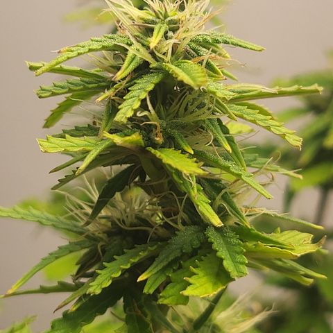 Purple punch  growlog timeline photo