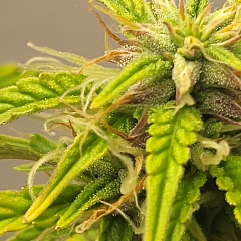 Critical Kush Auto growlog timeline photo