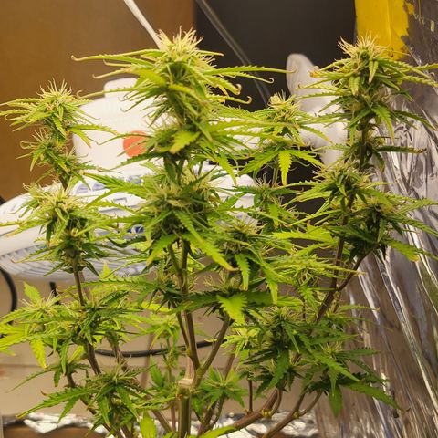 Purple punch  growlog timeline photo