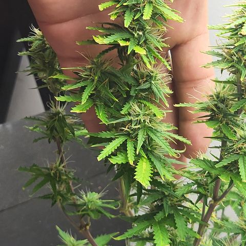 Purple punch  growlog timeline photo