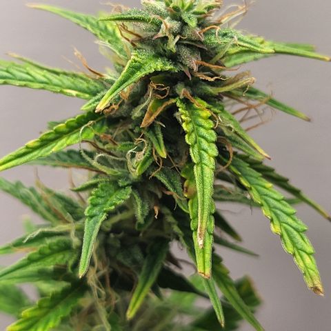 Purple punch  growlog timeline photo