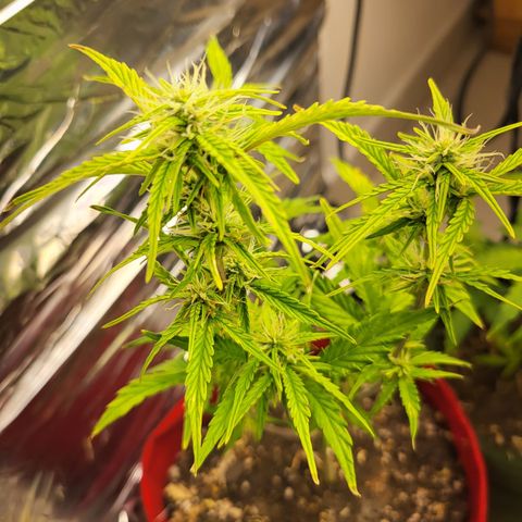 Critical Kush Auto growlog timeline photo