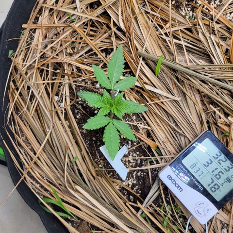 Zombie riper #2 growlog timeline photo