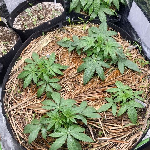 Octane Mind sorbet #1 growlog timeline photo