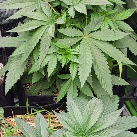 HardApple growlog timeline photo