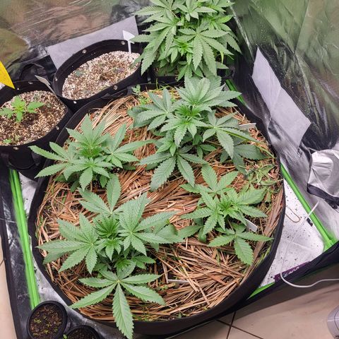 Zombie riper #2 growlog timeline photo