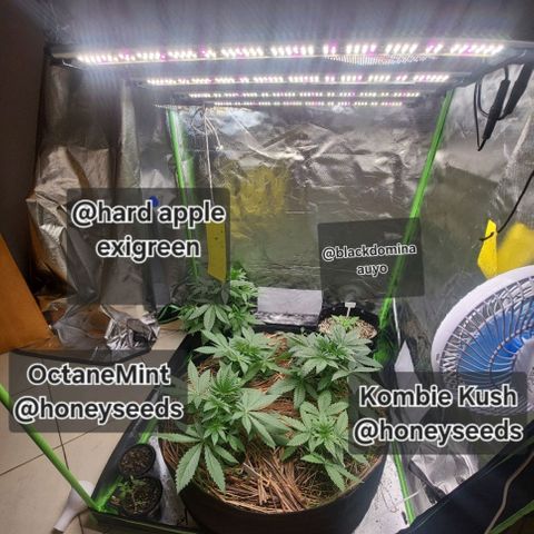Zombie riper #2 growlog timeline photo