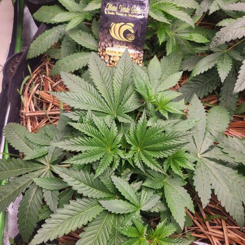Octane Mind sorbet #1 growlog timeline photo