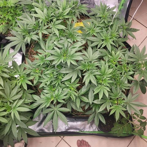 Zombie riper #2 growlog timeline photo