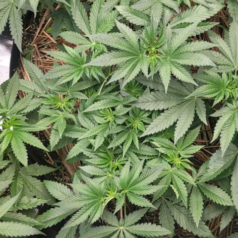 Octane Mind sorbet #1 growlog timeline photo