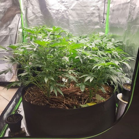 Zombie riper #2 growlog timeline photo