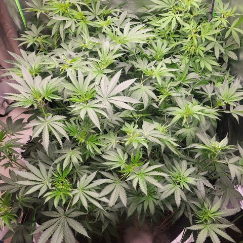 Octane Mind sorbet #1 growlog timeline photo