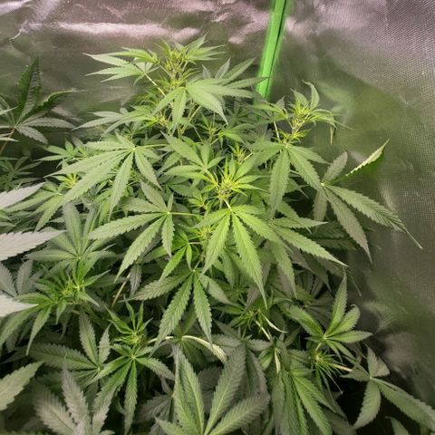 Black domina Auto growlog timeline photo