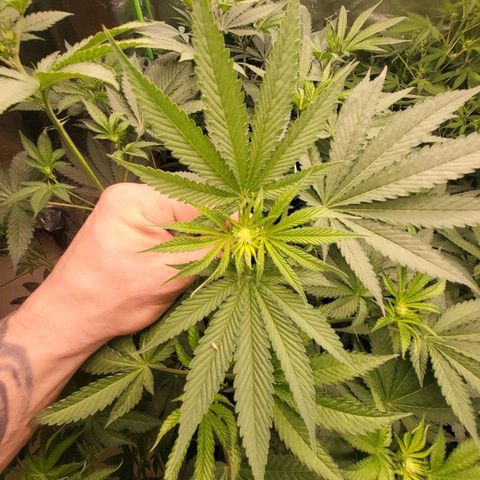 Octane Mind sorbet #1 growlog timeline photo