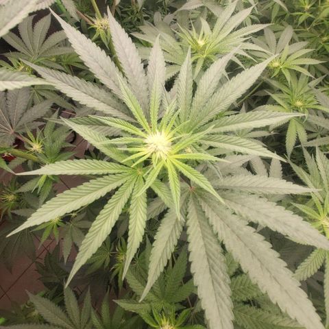Octane Mind sorbet #1 growlog timeline photo