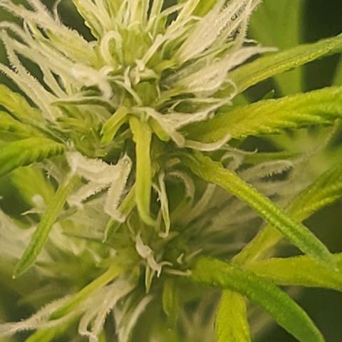 Black domina Auto growlog timeline photo