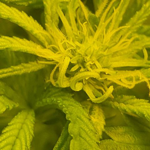 HardApple growlog timeline photo