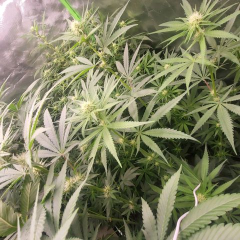 Zombie riper #2 growlog timeline photo