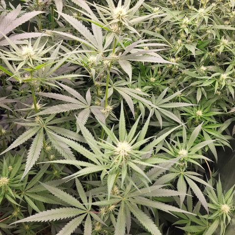 Zombie riper #2 growlog timeline photo