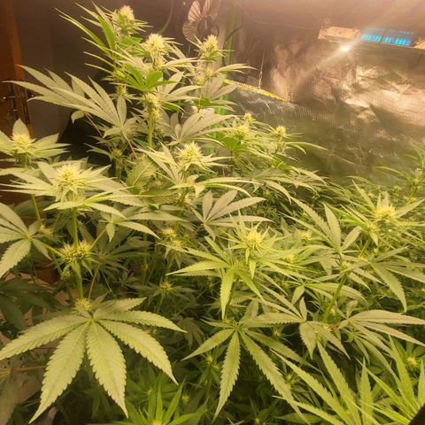 Octane Mind sorbet #1 growlog timeline photo