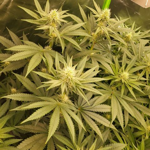 Octane Mind sorbet #1 growlog timeline photo