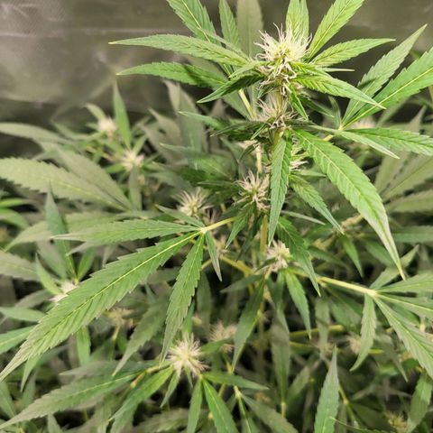 Black domina Auto growlog timeline photo