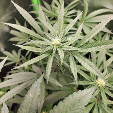 HardApple growlog timeline photo