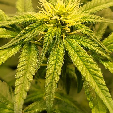 HardApple growlog timeline photo