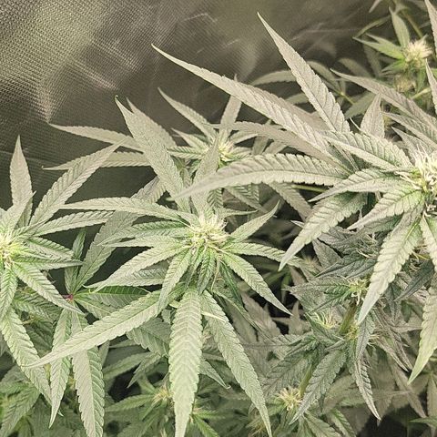 HardApple growlog timeline photo