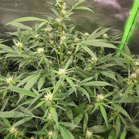 Black domina Auto growlog timeline photo