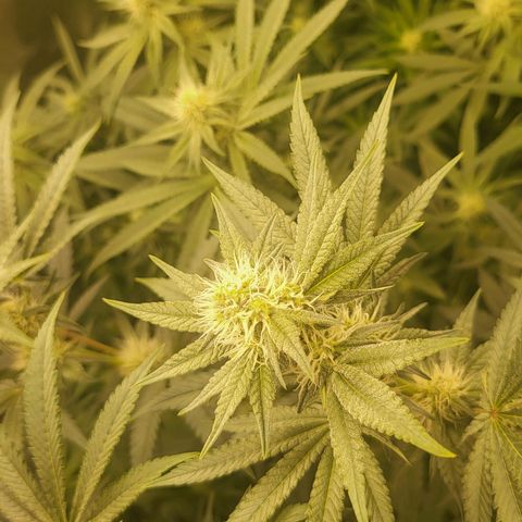 Zombie riper #2 growlog timeline photo