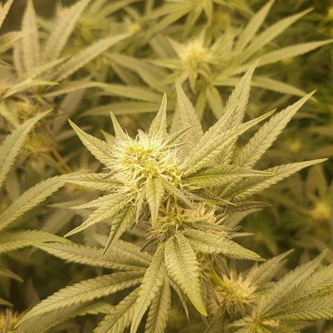 Octane Mind sorbet #1 growlog timeline photo