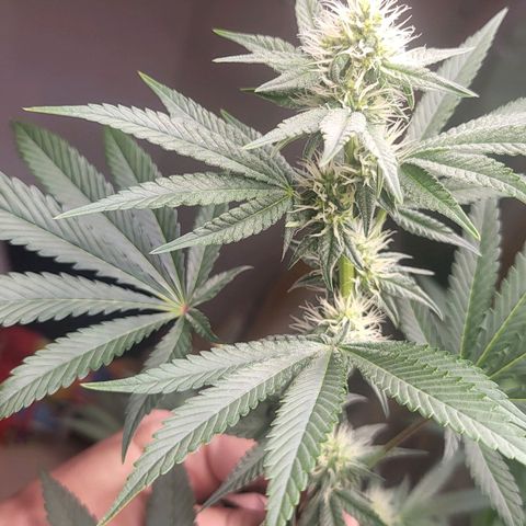 Octane Mind sorbet #1 growlog timeline photo