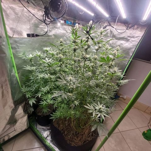 Octane Mind sorbet #1 growlog timeline photo