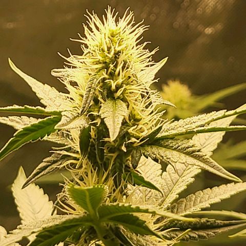 Octane Mind sorbet #1 growlog timeline photo