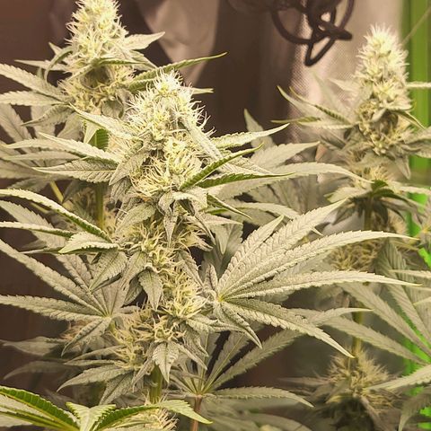 Octane Mind sorbet #1 growlog timeline photo