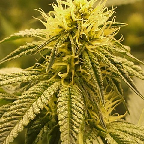 Zombie riper #2 growlog timeline photo