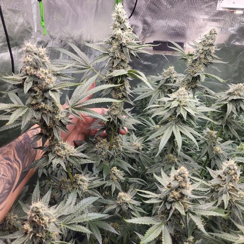 Octane Mind sorbet #1 growlog timeline photo