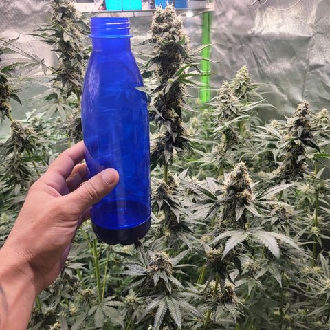 Zombie riper #2 growlog timeline photo