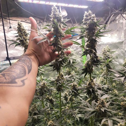 Zombie riper #2 growlog timeline photo