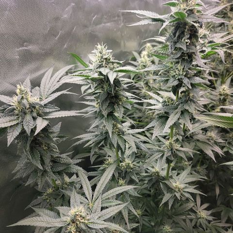 HardApple growlog timeline photo