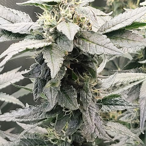 HardApple growlog timeline photo