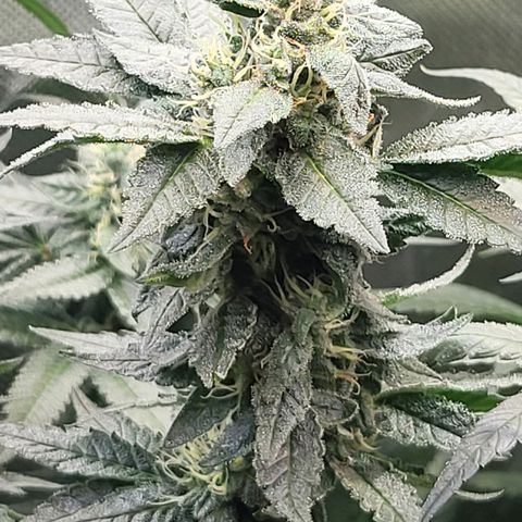 HardApple growlog timeline photo